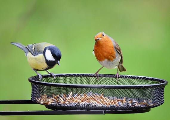 Bird Care, Bird Food, Feeders and More