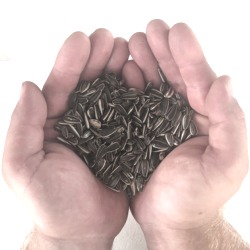 Honnor and Jeffrey's quality loose striped sunflower seed, sold by the kilogram or in set amounts.